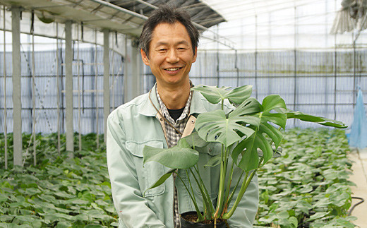 観葉植物 モンステラ 6号 カラーポット 白 約60～70cm