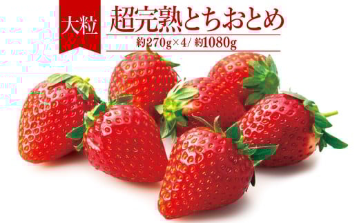 【先行受付：2月以降発送】いちご「茂木完熟いちご」　篠崎さんが育てた 朝どれ とちおとめ 大粒 約270g × 4パック 合計 約1080g | いちご イチゴ 苺 とちおとめ 完熟 果物 フルーツ 甘い あまい くだもの 旬 産地直送 栃木県産 篠崎いちご園 栃木県 茂木町
