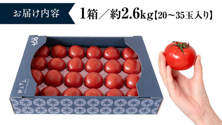 糖度9度以上 トマト スーパーフルーツトマト てるて姫 大箱 約2.6kg × 1箱 【20〜35玉/1箱】 フルーツトマト ブランドトマト とまと てるて姫 野菜 人気 金賞 受賞 ギフト 贈答 茨
