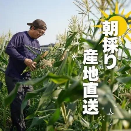 京都府久御山町 とうもろこし 20本 朝採り ゴールドラッシュ【配送不可地域：離島・北海道・沖縄県・東北】【1737373】
