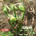 【ふるさと納税】【 2025年 令和7年産 先行予約】天然こごみ 【1kg～2kg】 山菜　わかば屋 2025年