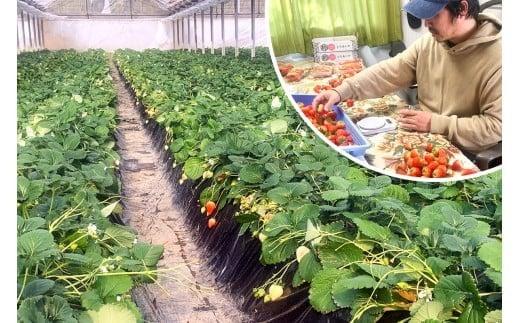 やさしさ仕立ての とちあいか 300g×4P 【2027年先行予約】 栃木県 矢板市