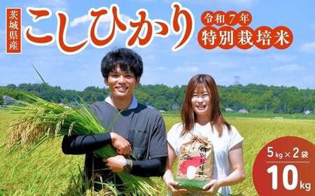 令和7年産新米 特別栽培米 コシヒカリ 10kg | コシヒカリ 茨城県 龍ケ崎市