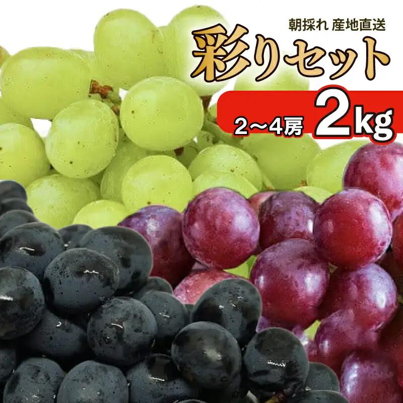 先行予約 ぶどう 2kg 2～4房 詰め合わせ ぶどう ぶどう