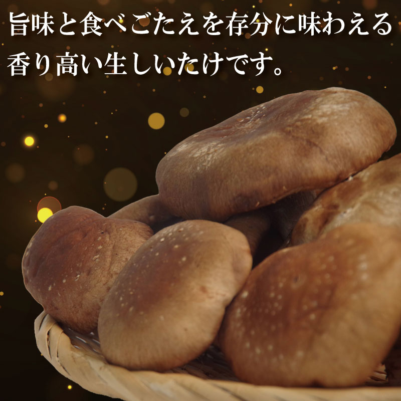 訳あり しいたけ 生 1.5kg 300g×5袋 徳島県産 国産 きのこ 茸 菌床椎茸 菌床栽培 菌糸 椎茸 生しいたけ 野菜 産地直送 ビタミンD 食物繊維 グアニル酸 低カロリー 健康 ダイエット