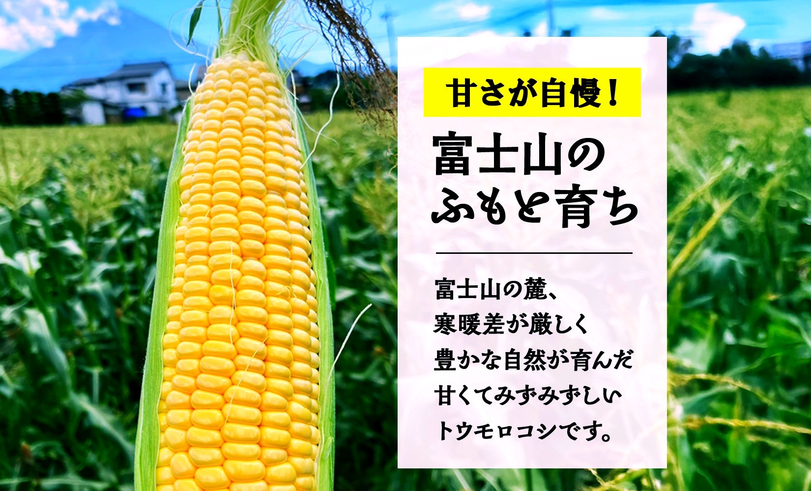 とうもろこし 恵味 ゴールド 400g以上 × 6本 高糖度 トウモロコシ スイートコーン 玉蜀黍 イエローコーン 黄 夏野菜 甘い ジューシー 野菜 おやつ 旬 産地直送 湖南野菜出荷組合 山梨県 