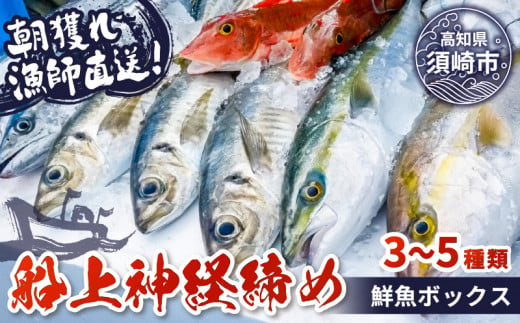 【船上神経締め鮮魚ボックス】朝獲れ直送 3~5種入り （2025年2月出荷) 冷蔵 魚種お任せ 水揚げ 海鮮 魚介 産地直送 新鮮 天然 魚 詰め合わせ