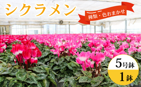 シクラメン 5号鉢 × 1株 花 鉢植え シクラメン 木村園芸