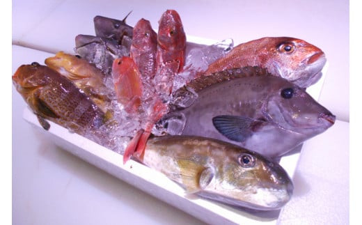 
＼朝どれ新鮮／ 鮮魚セット (小) 約3kg 目利きのプロが厳選した旬の魚をその日の内に発送！
