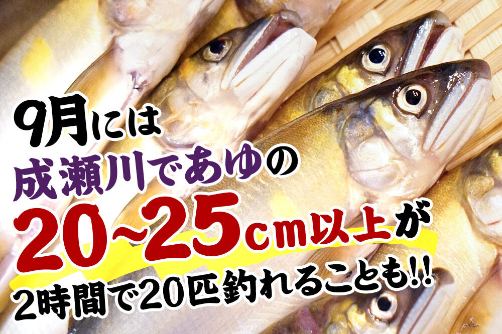 成瀬川 年間遊漁券（あゆ）【6月上旬より順次発送】川釣り  フィッシュパス 秋田県 鮎釣り