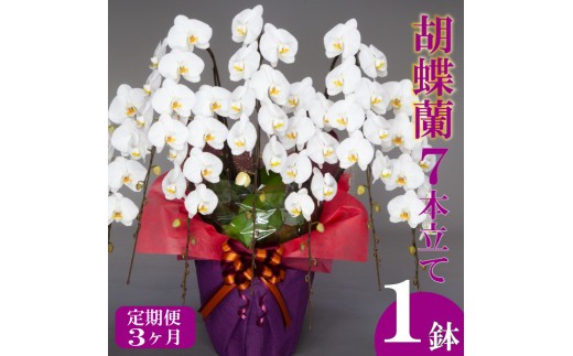 
                  【定期便3ヶ月】胡蝶蘭 7本立て 白 ピンク 訳あり 選べる色 お祝い 須崎洋蘭園 SY8000-all
                