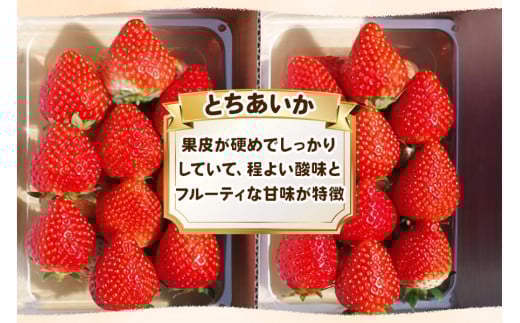 訳あり粒不揃い とちあいか 1,120g (280g×4P) 《1月～4月の期間で発送》 澳原いちご農園  | いちご 苺 イチゴ フルーツ 果物 産地直送 栃木県産 【12～4月の期間で発送】280