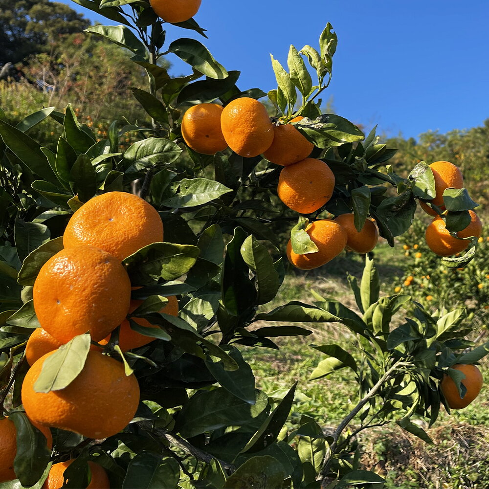 【ふるさと納税】【訳あり】【数量限定】長崎県時津町産 青島温州みかん 約10kg わけあり ご家庭用 蜜柑 みかん 柑橘 果物 フルーツ 長崎県産 九州産 送料無料【2026年1月上旬～2月下旬発送予定】