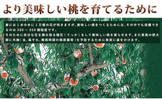 和歌山県産 白鳳 桃 11〜16玉入り 訳あり ご家庭用 数量限定【2025年6月下旬以降発送】