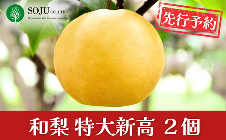 先行予約 特大 新高梨 2個 令和8年度 和梨 贈答用 新潟県産 梨 [三条果樹専門家集団] 【016P028】
