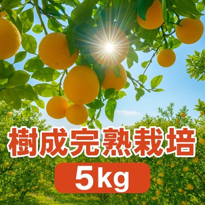 河内晩柑5kg【訳あり】【A31−50】【配送不可地域：離島】【1613967】