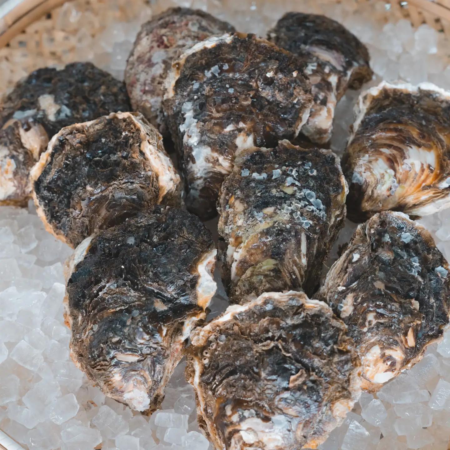 牡蠣 鳥取県産 天然 岩ガキ 夏輝 10個（300g以上×10個）※2026年6月上旬以降発送 ｜牡蠣 