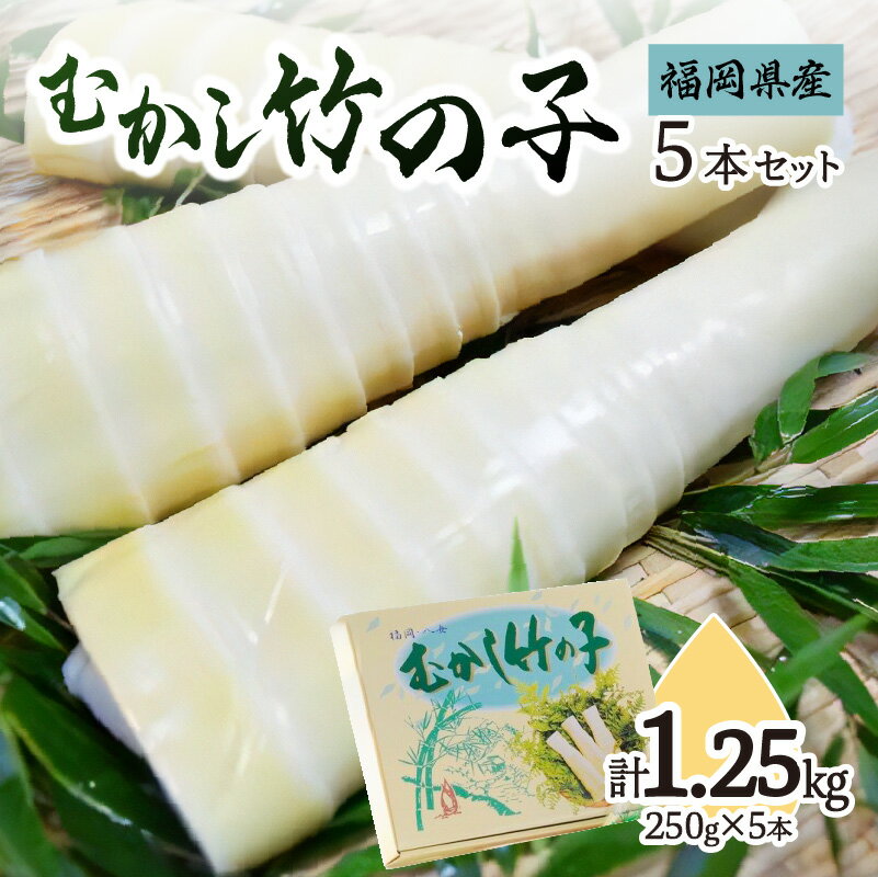 【ふるさと納税】むかし竹の子 250g×5本セット｜【出荷時期】2026年5月以降 たけのこ 筍 タケノコ 旬 福岡県 八女市