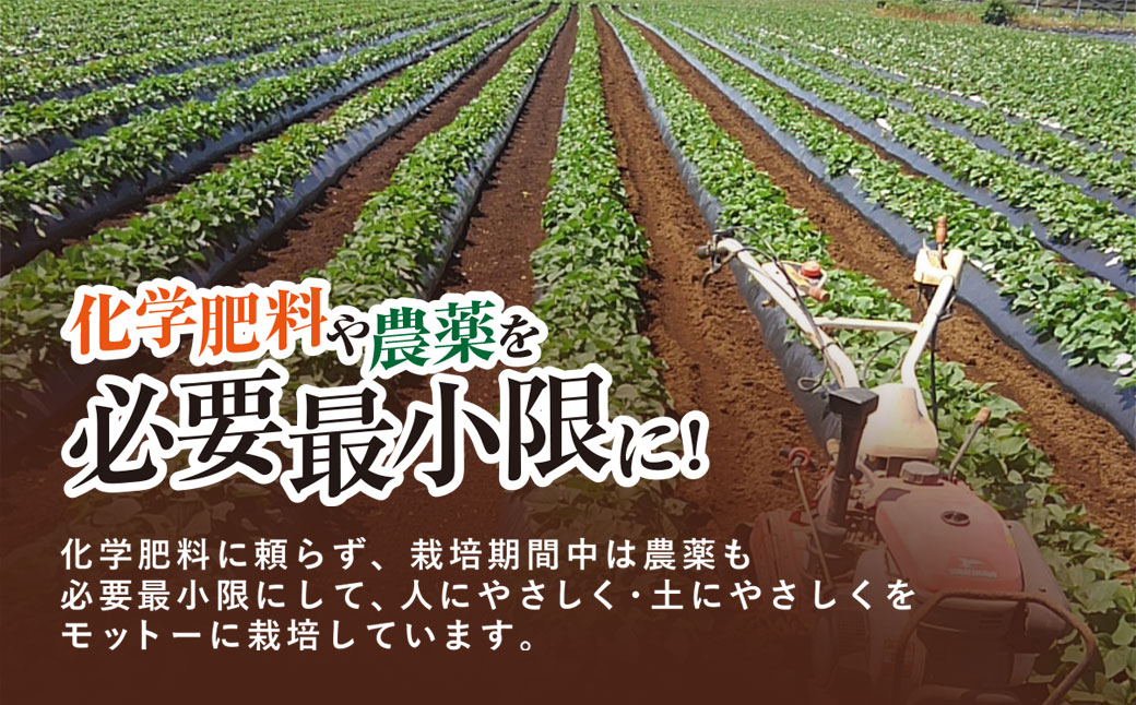 【先行受付】さつま芋(シルクスイート約5kg) KTRW002 / 芋 サツマイモ さつまいも さつま芋 しるくすいーと シルクスイート  焼き芋 焼芋 焼いも お芋 おいも いも 生芋