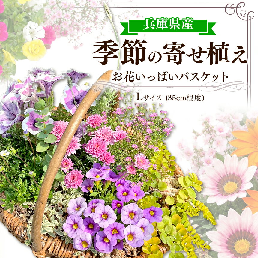 【ふるさと納税】 お花一杯バスケット寄せ植え Lサイズ(35cm程度) 季節の寄せ植え | お花 花 バスケット 季節の花 ガーデニング ガーデン 寄せ植え 苗 兵庫県 上郡町