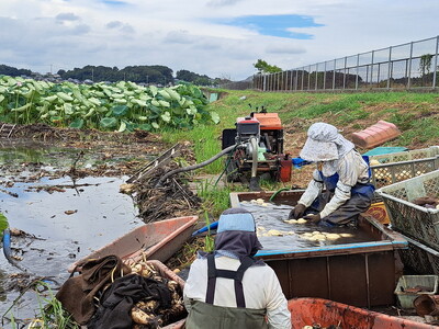 【先行予約】レンコン 2kg ◇ ｜ 収穫仕立て 産地直送 れんこん 蓮根 蓮 やさい 野菜 煮物 甘み シャキシャキ 茨城県 土浦市産 ※2026年9月～発送