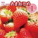 【ふるさと納税】坂本いちご農園 あまおとめ 約1kg ｜ 果物 くだもの フルーツ いちご 苺 イチゴ あまおとめ 1kg 熊本県 玉名市