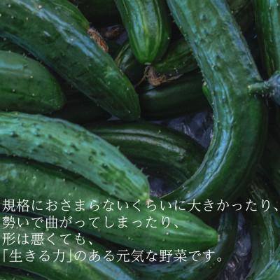 ふるさと納税 掛川市 【フードロス対応・規格外】有機キュウリ　接ぎ木ではない昔ながらの自根きゅうり  夏季(6〜8月)発送 |  | 02