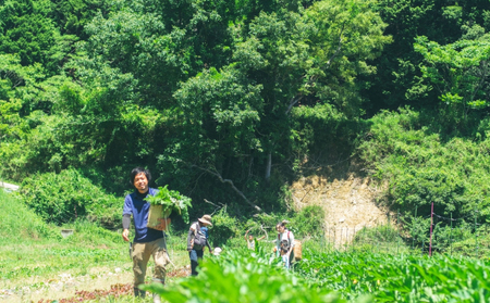 【大阪能勢産】 《農家直送》 べじたぶるぱーくの旬の新鮮野菜詰合せ Sセット (5種類)