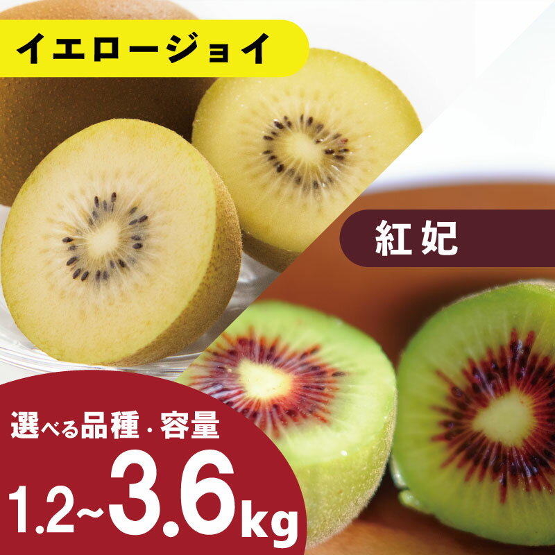 【ふるさと納税】 訳あり キウイフルーツ 1.2～3.6kg 先行予約 ゴールドキウイ レインボーレッド 2025年10月上旬～ 年内 発送予定 ゴールデンキウイ 紅妃 国産 果物 デザート スイーツ ケーキ ゼリー フルーツ ギフト プレゼント 贈答 送料無料 徳島県 吉野川市 くゆな農園