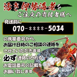 活き 伊勢海老 600g 以上 ( 1尾 から 3尾 ) 吉岡 ( サイズ 混合 えび エビ いせえび 高級 鮮魚 イセエビ 海鮮 魚介 刺身 焼き物 汁物 ギフト 贈答 贈り物 祝い 歳暮 中元 高