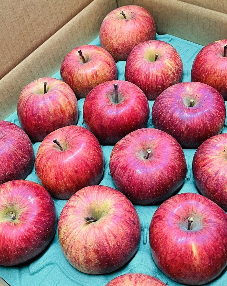 
                  りんご（サンふじ）１０ｋｇ　２４～４６個　ご家庭用　0065-2612
                