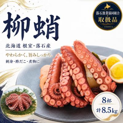 ふるさと納税 根室市 【北海道根室産】柳蛸ボイル8杯(計8.5kg)[8月上旬以降発送] E-20005