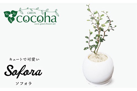 ソフォラ 糸島市 / cocoha [AWB014] 観葉植物 緑 グリーン 暮らし インテリア 植物 鉢 おしゃれ 室内