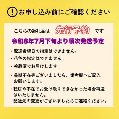 ふるさと納税 飯山市 【期間限定】小菊 切り花 奥信濃飯山 〜木内ファームの切花小菊24本セット〜 |  | 01