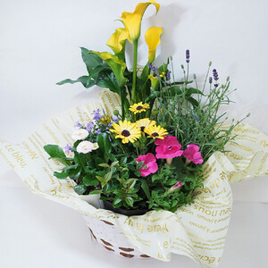 【定期便】【全6回定期便】1年中季節のお花が楽しめる！旬のお花盛り合わせ（2か月に1回お届け）【11100-0735】