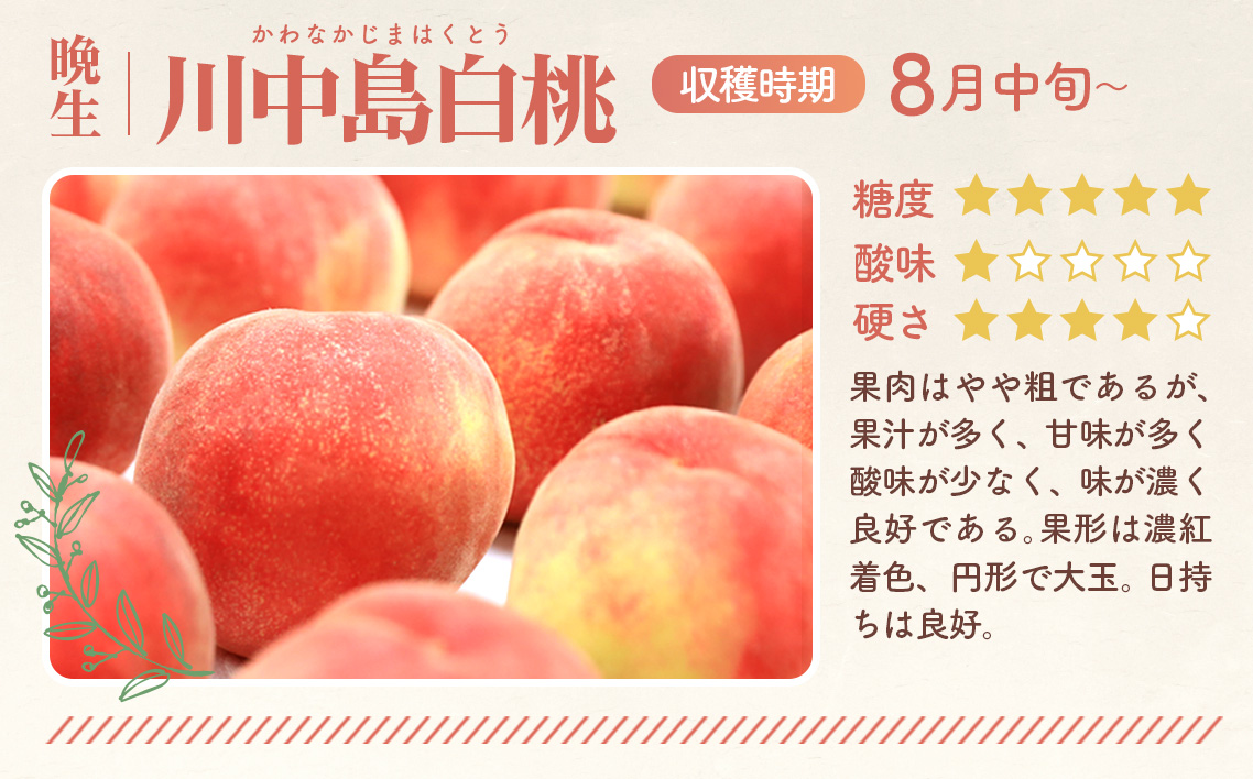 もも【川中島白桃・2026年産先行受付】特秀　5kg　桑折町産　JAふくしま未来　桃 No.100