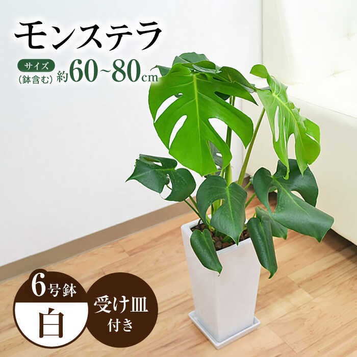 【ふるさと納税】観葉植物 モンステラ スクエア 陶器鉢植え 6号×1個 / 観葉 植物 インテリア おしゃれ プレゼント / 大村市 / 琴花園[ACYK001]