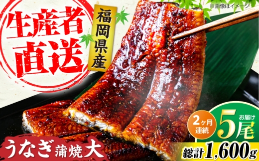 【全2回定期便】福岡県産 うなぎ 蒲焼 大5尾 合計 800 g（1尾あたり 160g以上）《豊前市》【福岡養鰻】 国産 うなぎ 大 [VAD035]