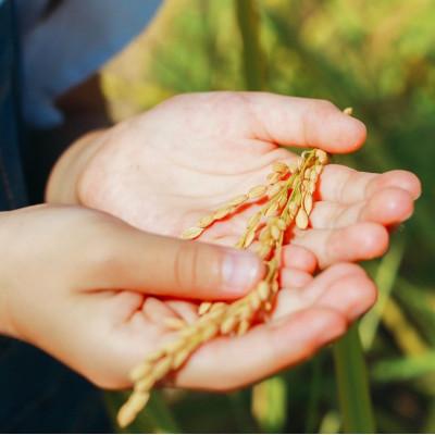 ふるさと納税 筑前町 令和7年産【無洗米】久保山百年米‐真空パック(2合 300g×5袋)計1.5kgギフトにオススメ! |  | 03