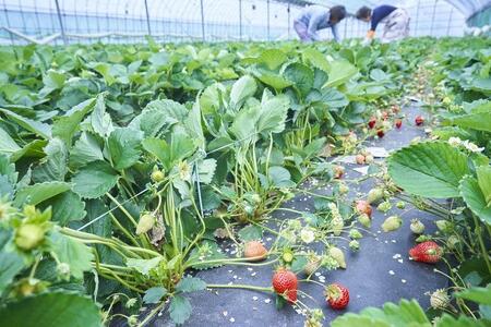 【2026年1月～3月出荷予定】完熟 大粒 あまおう イチゴ 280g×4パック(約1120g)＜配送不可：北海道、沖縄県、離島＞