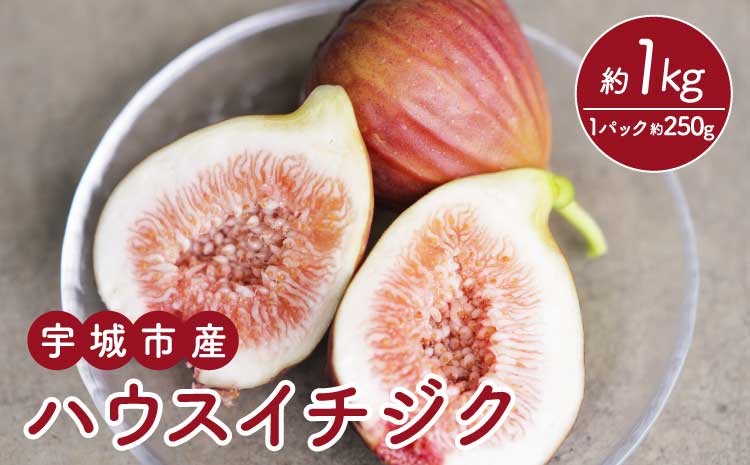 
                   イチジク ハウスイチジク 約1kg（約250g×4パック） 【合同会社宝Farm】【2026年5月下旬?8月下旬頃順次発送予定】※離島配送不可
                