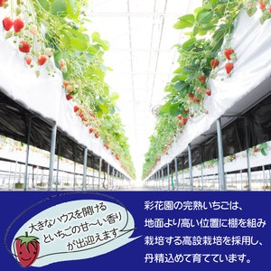 岩手県産 大粒 完熟 いちご ※品種は3種からおまかせ ／ 苺 イチゴ ストロベリー 紅ほっぺ さがほのか かおり野 おまかせ お任せ 大きい 甘い 果物 フルーツ 贈答用 プレゼント 贈り物 贈物 