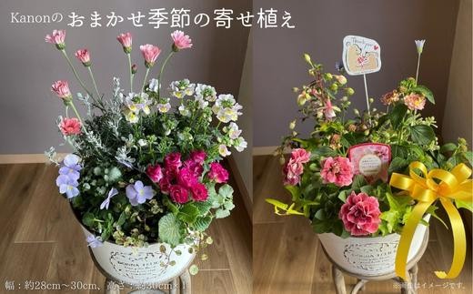 
                  Kanonのおまかせ季節の寄せ植え / 植物 寄せ植え お花 リーフ 贈答 ギフト 送料無料
                