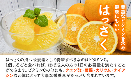 【先行予約】八朔 はっさく ネット入 約15kg JAわかやま 紀の里地域本部 