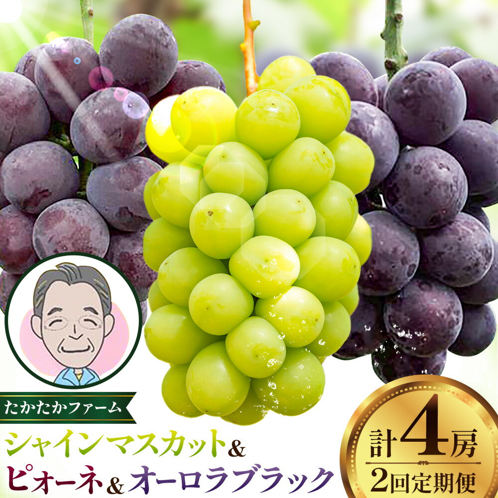 【ふるさと納税】ぶどう ピオーネ オーロラブラック シャインマスカット ぶどう3種 定期便 2回 お届け 定期便 計4房 計2kg 以上 《8月下旬-9月下旬頃出荷》 たかたかファーム ブドウ 葡萄 シャイン 果物 フルーツ ギフト 岡山県 笠岡市