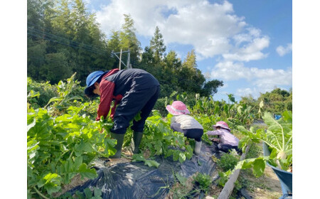 農業体験 (1名様) 無農薬野菜のプロフェッショナルと一緒に、楽しく充実のひと時を共に過ごしましょう！ 体験 農業体験 畑 仕事 農業 親子 体験 野菜 京都 綾部 体験 農業体験 畑 仕事 農業 親