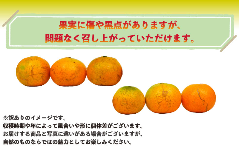 愛媛みかん 訳あり 早生みかん 10kg 誉農園 先行予約 愛媛ミカン 愛媛蜜柑 みかん 蜜柑 mikan 果物 くだもの フルーツ 柑橘 みかん 蜜柑 数量限定 農家直送 産地直送 国産 愛媛 宇和