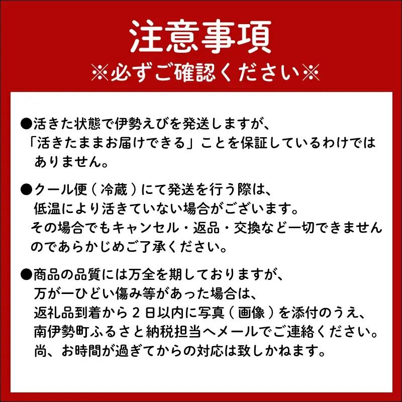 活き 伊勢海老 (刺身可) 2尾 約500g【 イセエビ 伊勢海老 】