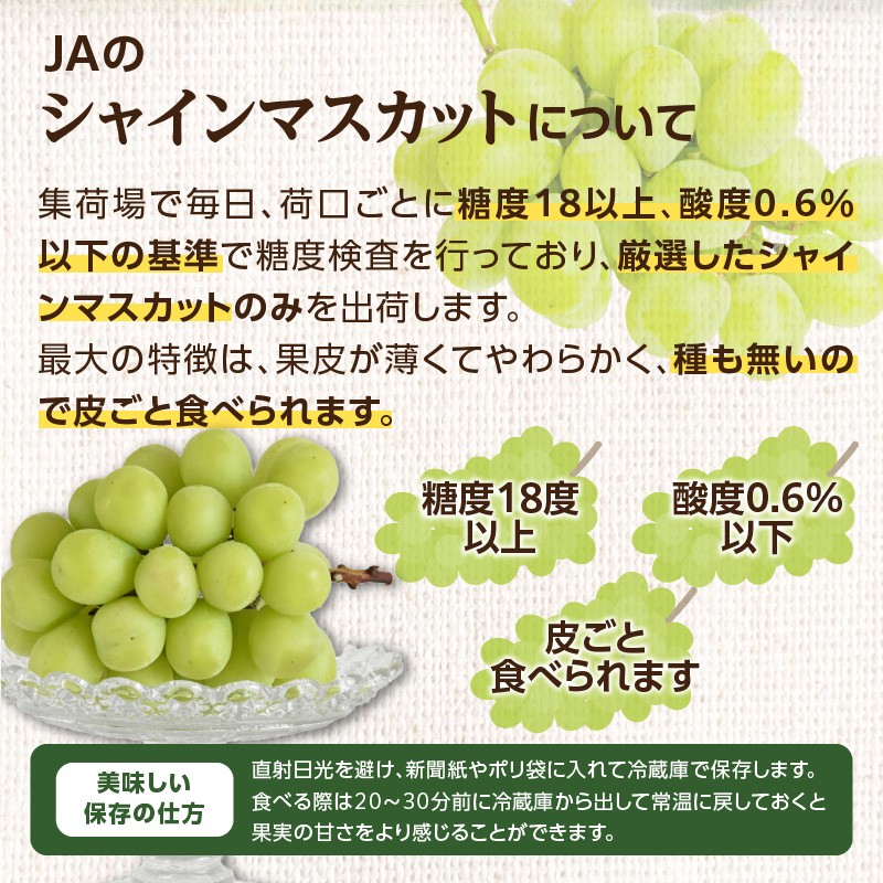 【先行予約】シャインマスカット（350g×4パック）【ＪＡふくおか八女】｜９月上旬〜発送予定 マスカット ぶどう 種なし 皮ごと食べられる 糖度18度 高糖度 甘い 厳選 産地直送 新鮮 1.4kg 