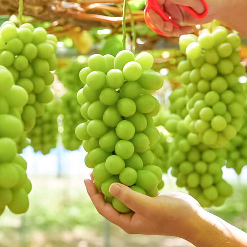 【定期便3回】山形夏から冬の人気果物ベスト3！ フルーツ定期便 【令和8年産先行予約】FS24-765